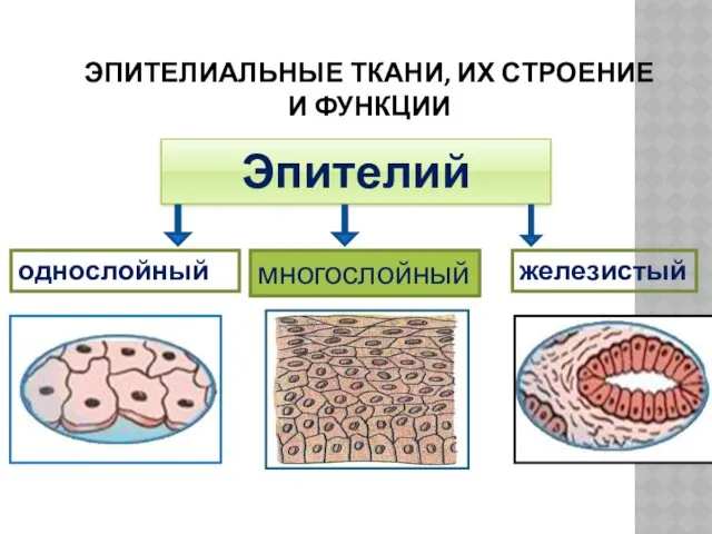 ЭПИТЕЛИАЛЬНЫЕ ТКАНИ, ИХ СТРОЕНИЕ И ФУНКЦИИ Эпителий однослойный многослойный железистый