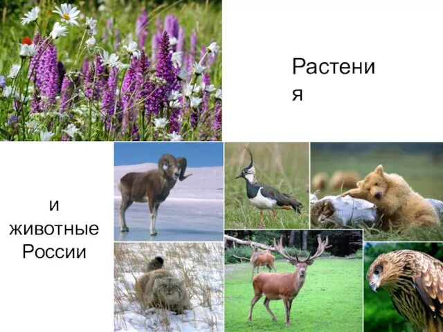 Растения и животные России