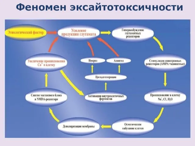 Феномен эксайтотоксичности