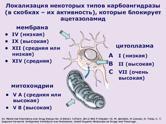 Локализация некоторых типов карбоангидразы (в скобках – их активность), которые