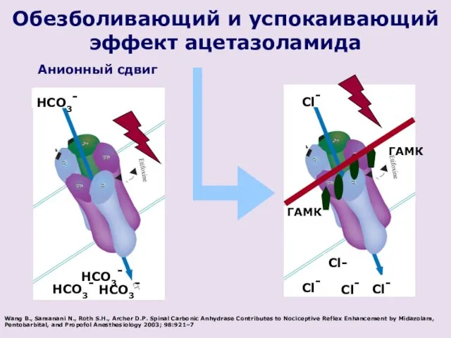 Cl- ГАМК ГАМК Cl- Cl- Cl- Cl- HCO3- HCO3- HCO3-