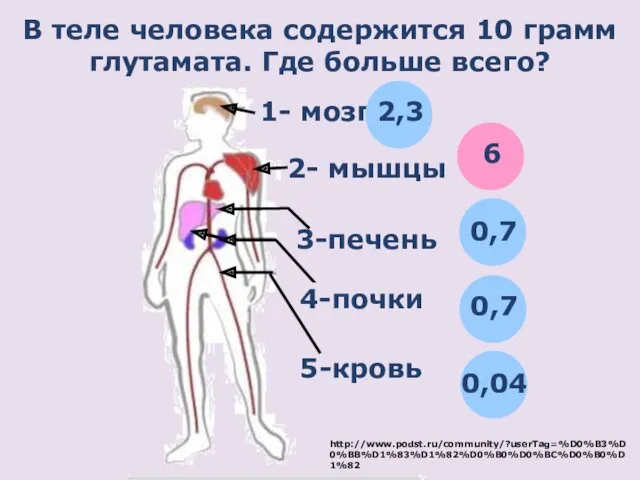 В теле человека содержится 10 грамм глутамата. Где больше всего?