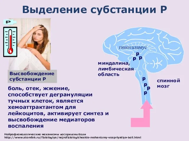 p боль, отек, жжение, способствует дегрануляции тучных клеток, является хемоаттрактантом