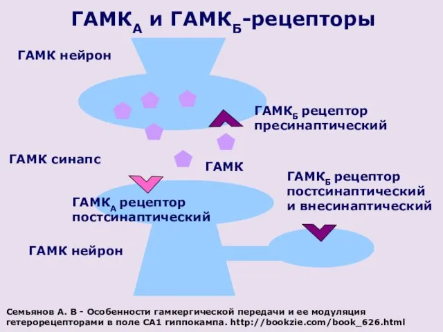 ГАМК нейрон ГАМКА и ГАМКБ-рецепторы ГАМК синапс ГАМК нейрон ГАМКБ