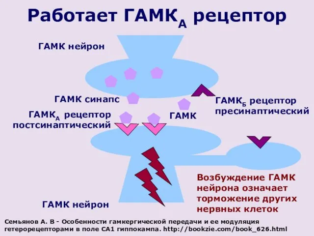 ГАМК нейрон Работает ГАМКА рецептор ГАМК синапс ГАМК нейрон ГАМКБ