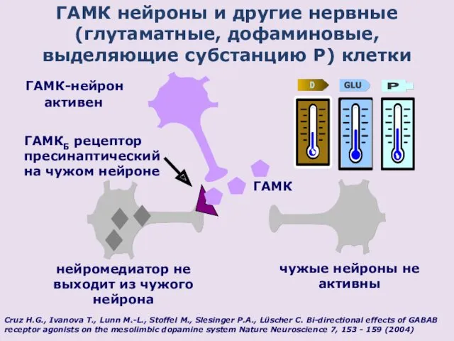 ГАМК нейроны и другие нервные (глутаматные, дофаминовые, выделяющие субстанцию P)