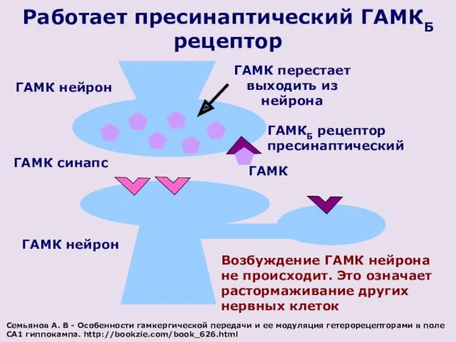 ГАМК нейрон Работает пресинаптический ГАМКБ рецептор ГАМК синапс ГАМК нейрон