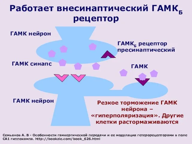 Работает внесинаптический ГАМКБ рецептор ГАМК нейрон ГАМКБ рецептор пресинаптический Резкое