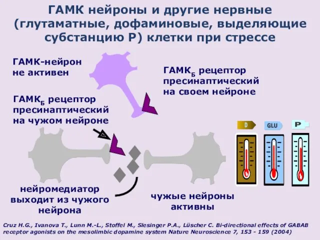 ГАМК нейроны и другие нервные (глутаматные, дофаминовые, выделяющие субстанцию P)