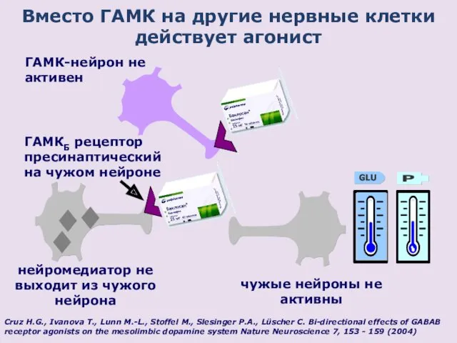 Вместо ГАМК на другие нервные клетки действует агонист Cruz H.G.,