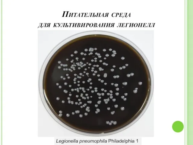 Питательная среда для культивирования легионелл Legionella pneumophila Philadelphia 1