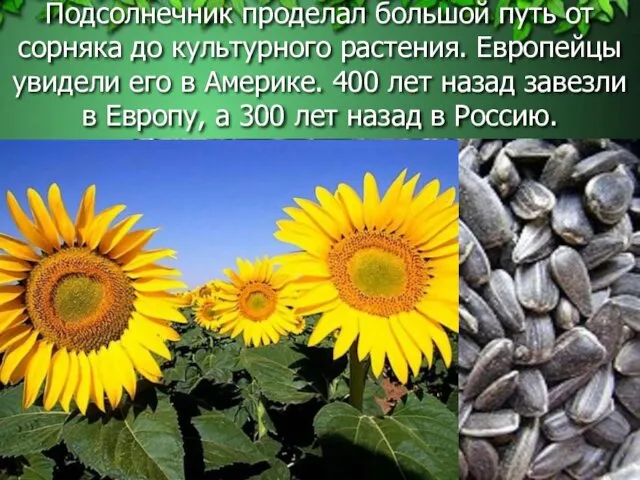 Подсолнечник проделал большой путь от сорняка до культурного растения. Европейцы