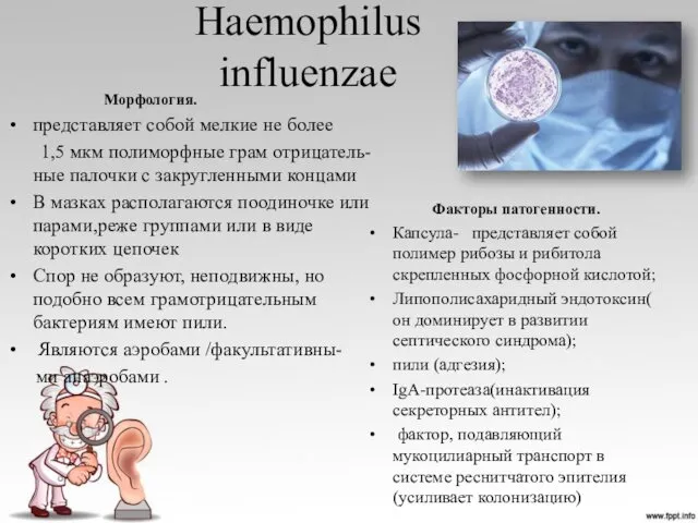 Haemophilus influenzae Морфология. представляет собой мелкие не более 1,5 мкм