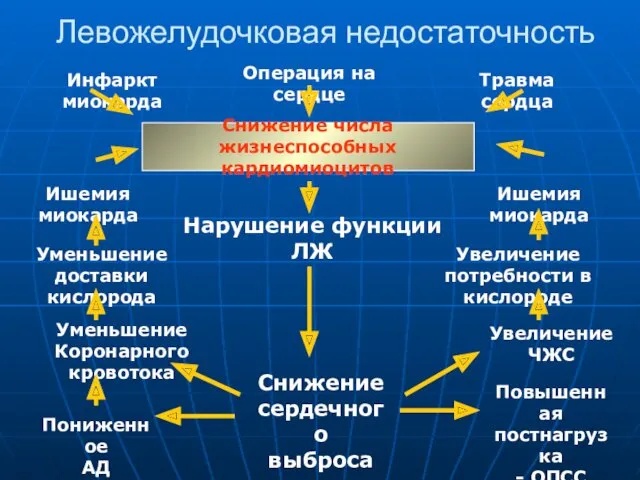 Левожелудочковая недостаточность Снижение числа жизнеспособных кардиомиоцитов Операция на сердце Инфаркт