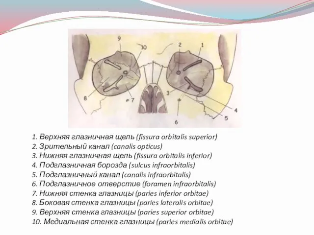 1. Верхняя глазничная щель (fissura orbitalis superior) 2. Зрительный канал (canalis opticus) 3.