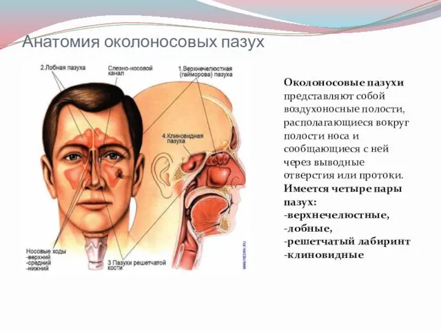 Анатомия околоносовых пазух Околоносовые пазухи представляют собой воздухоносные полости, располагающиеся вокруг полости носа