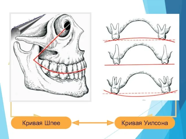 Кривая Уилсона Кривая Шпее