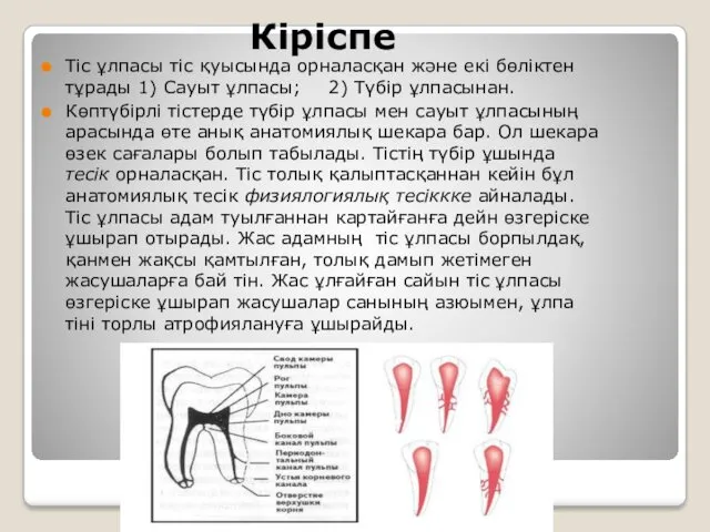 Кіріспе Тіс ұлпасы тіс қуысында орналасқан және екі бөліктен тұрады