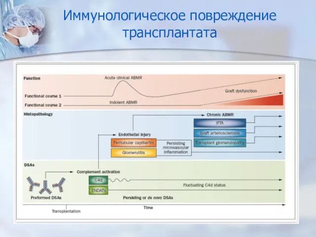 Иммунологическое повреждение трансплантата