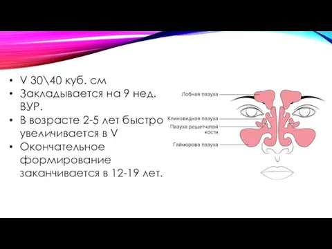 V 30\40 куб. см Закладывается на 9 нед. ВУР. В возрасте 2-5 лет