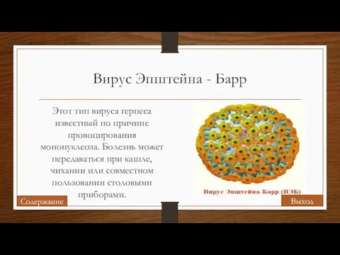 Вирус Эпштейна - Барр Этот тип вируса герпеса известный по причине провоцирования мононуклеоза.
