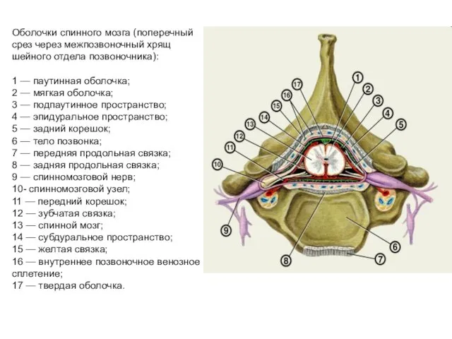 Оболочки спинного мозга (поперечный срез через межпозвоночный хрящ шейного отдела
