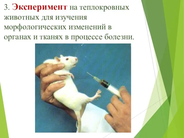 3. Эксперимент на теплокровных животных для изучения морфологических изменений в органах и тканях в процессе болезни.
