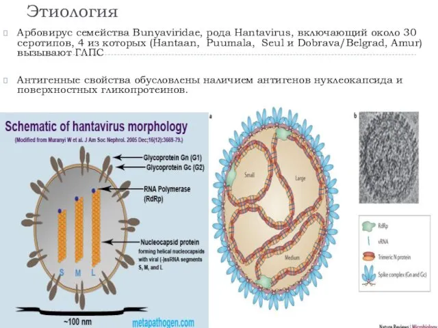 Этиология Арбовирус семейства Bunyaviridae, рода Hantavirus, включающий около 30 серотипов,