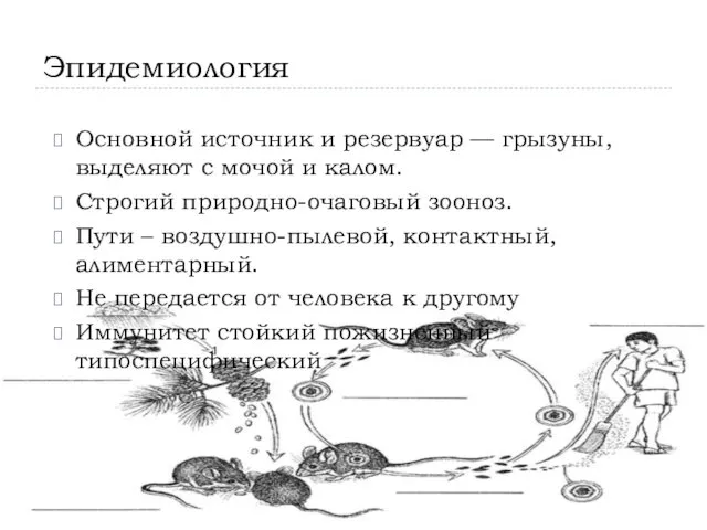 Эпидемиология Основной источник и резервуар — грызуны, выделяют с мочой