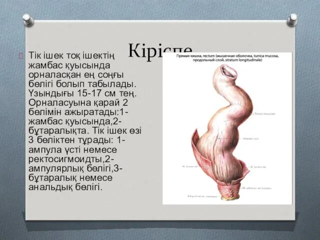 Кіріспе Тік ішек тоқ ішектің жамбас қуысында орналасқан ең соңғы