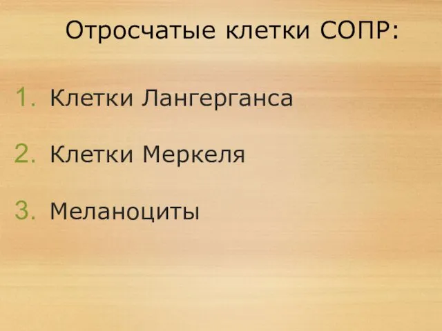 Отросчатые клетки СОПР: Клетки Лангерганса Клетки Меркеля Меланоциты