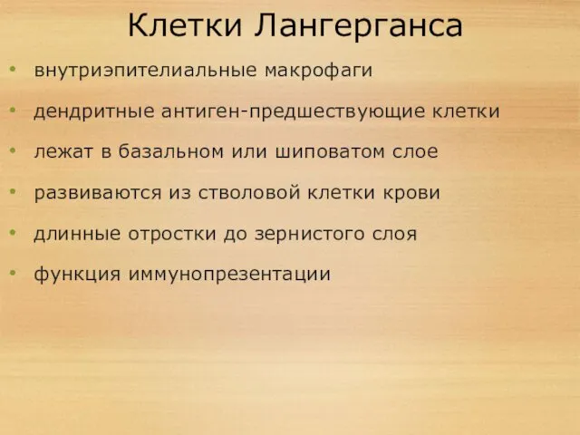 Клетки Лангерганса внутриэпителиальные макрофаги дендритные антиген-предшествующие клетки лежат в базальном