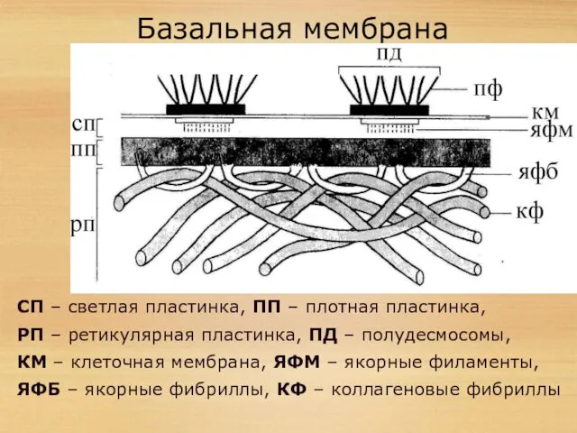 Базальная мембрана СП – светлая пластинка, ПП – плотная пластинка,