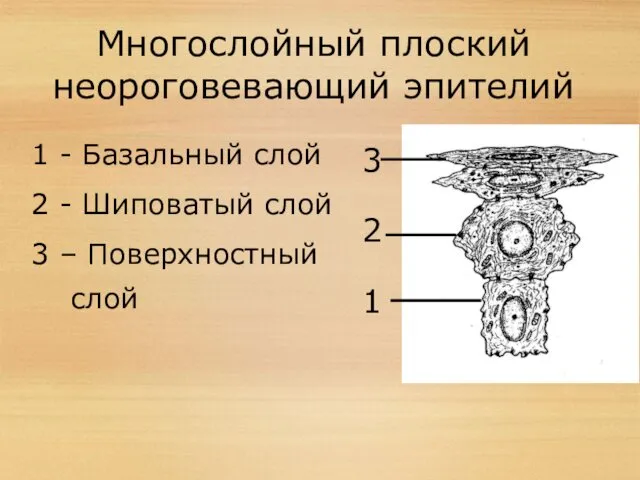 Многослойный плоский неороговевающий эпителий 3 2 1 1 - Базальный