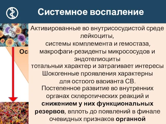 Системное воспаление Основные участники СВ Сущность СВ Итоги СВ Системные