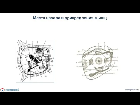 Места начала и прикрепления мышц