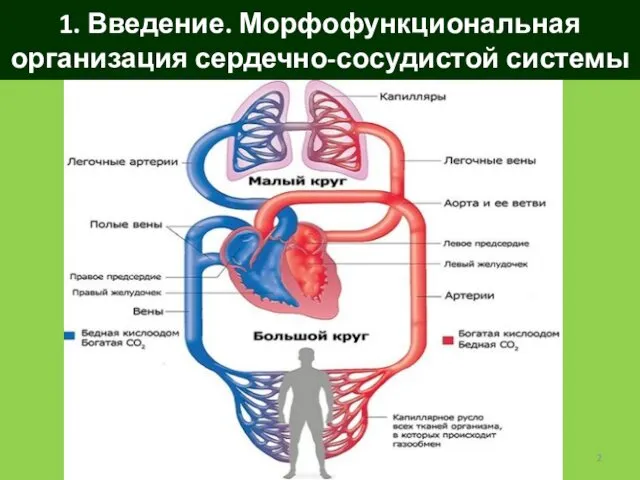 1. Введение. Морфофункциональная организация сердечно-сосудистой системы