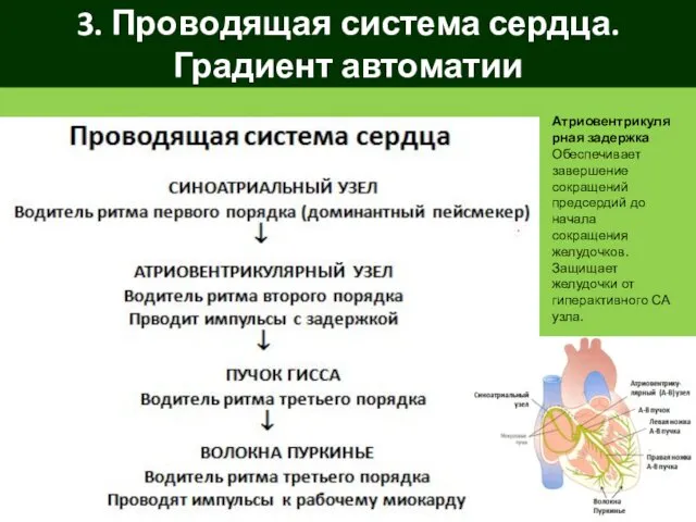 3. Проводящая система сердца. Градиент автоматии Атриовентрикулярная задержка Обеспечивает завершение