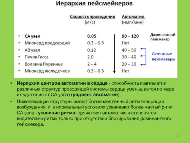 Иерархия центров автоматии в сердце - способность к автоматии различных