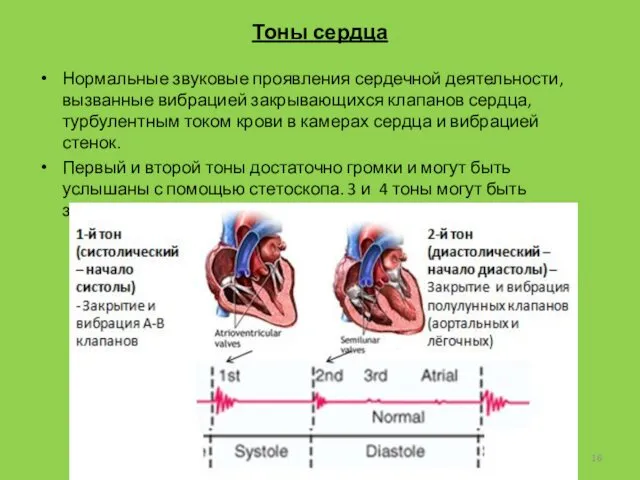Тоны сердца Нормальные звуковые проявления сердечной деятельности, вызванные вибрацией закрывающихся клапанов сердца, турбулентным