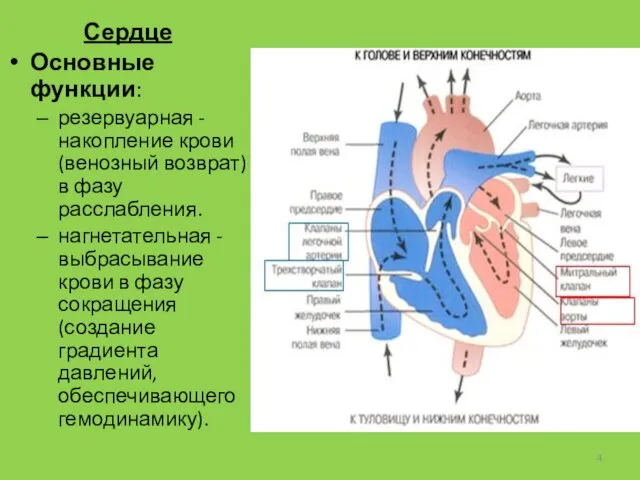 Сердце Основные функции: резервуарная - накопление крови (венозный возврат) в фазу расслабления. нагнетательная