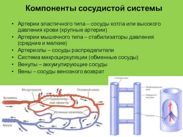 Компоненты сосудистой системы Артерии эластичного типа – сосуды котла или высокого давления крови