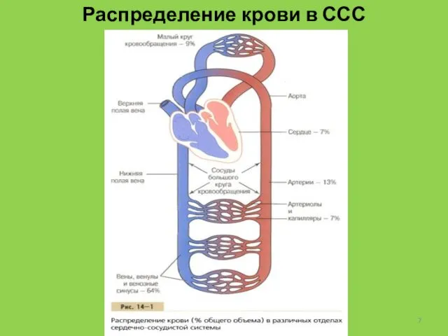 Распределение крови в ССС