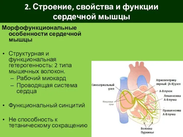 2. Строение, свойства и функции сердечной мышцы Морфофункциональные особенности сердечной мышцы Структурная и