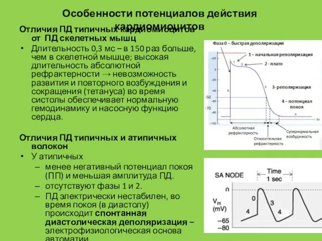 Отличия ПД типичных кардиомиоцитов от ПД скелетных мышц Длительность 0,3