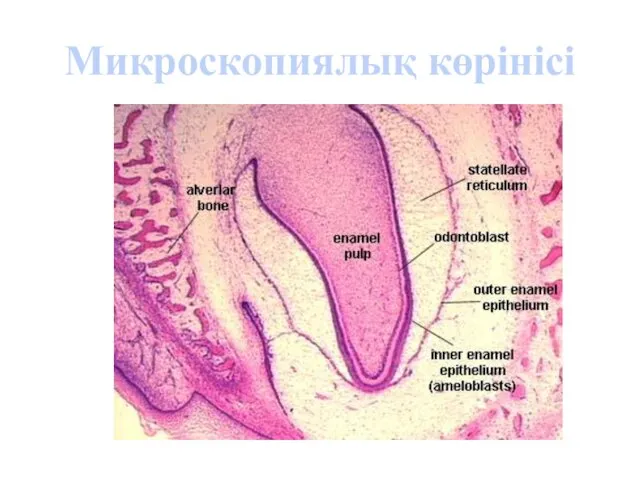 Микроскопиялық көрінісі