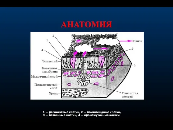 АНАТОМИЯ 1 — реснитчатые клетки, 2 — бокаловидные клетки, 3