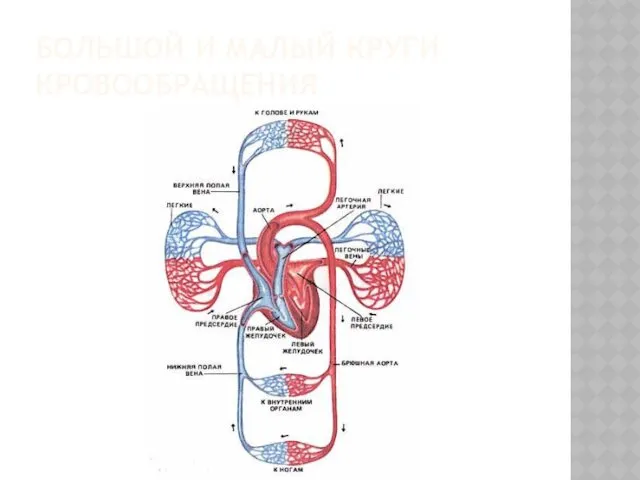 БОЛЬШОЙ И МАЛЫЙ КРУГИ КРОВООБРАЩЕНИЯ