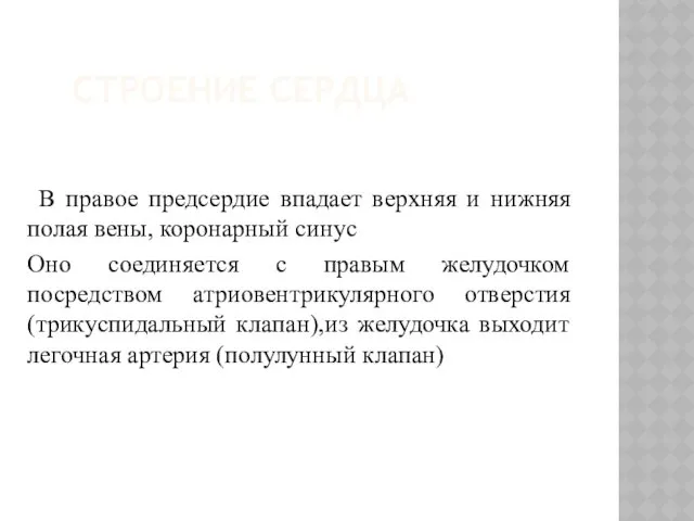 СТРОЕНИЕ СЕРДЦА В правое предсердие впадает верхняя и нижняя полая