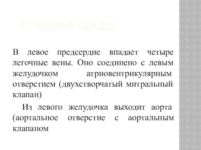 СТРОЕНИЕ СЕРДЦА В левое предсердие впадает четыре легочные вены. Оно